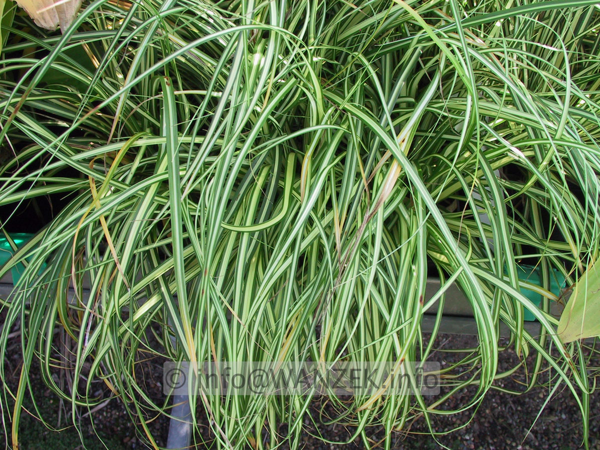 Carex oshimensis Evergold (September).JPG